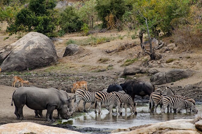 Full Day Pilanesberg Safari Tour - Booking Process