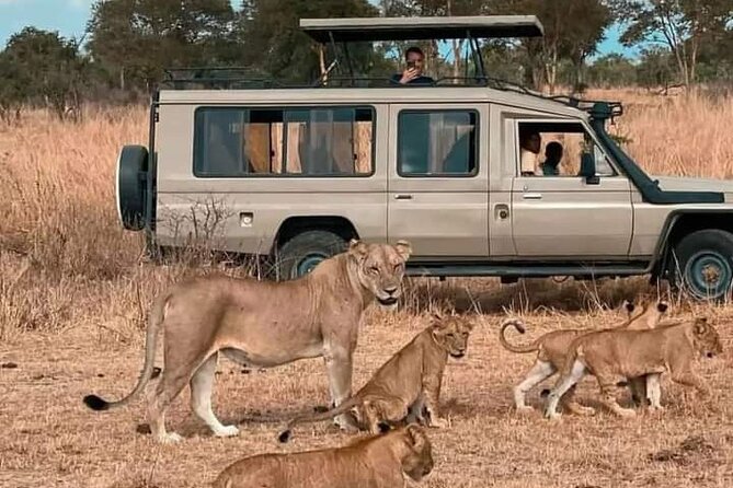 Full Day Private Safari Tour in Zanzibar to Mikumi - Reviews and Experiences