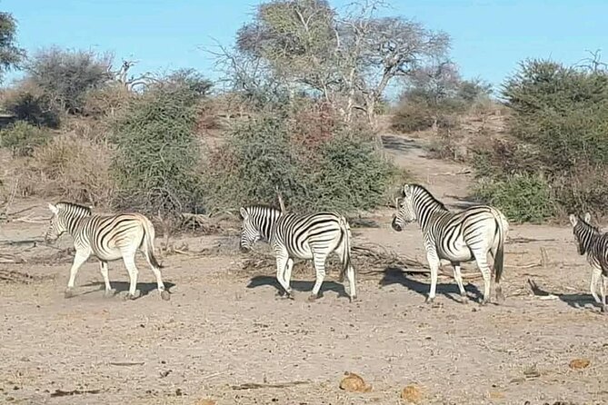 Full Day Private Tour in Chobe - Customer Reviews