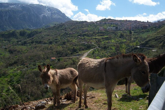 Full Day Private Tour in Medieval Villages and Vineyard in Cefalù - Pickup and Meeting Arrangements