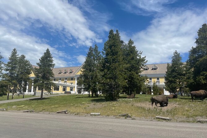 Full-Day Private Tour of Yellowstone - Customer Feedback