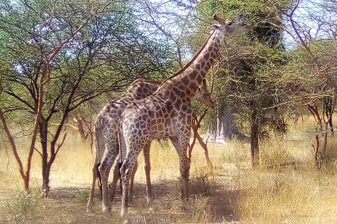 FULL-DAY SAFARI and PINK LAKE TOUR (Minimum 2 Pax) - Tour Experience Highlights