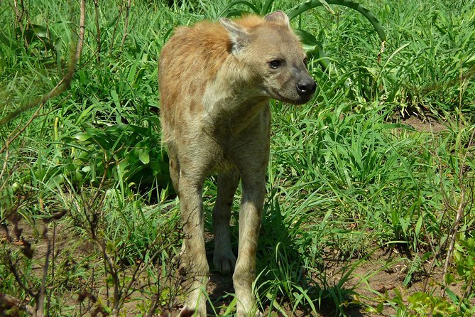 Full Day Safari in the Kruger National Park From Hazyview - Itinerary and Inclusions