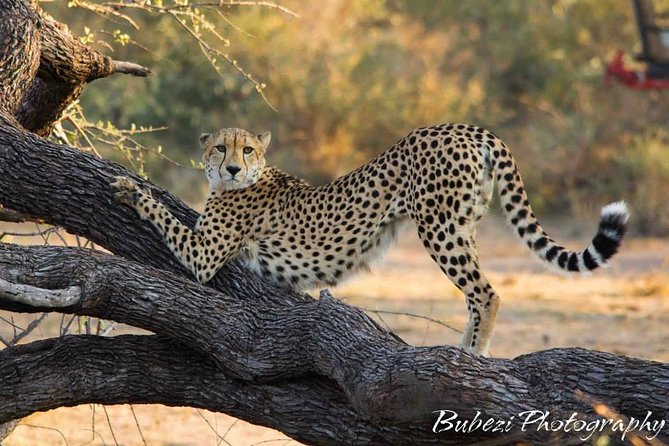 Full Day Safari - Kruger National Park - Preparing for the Safari