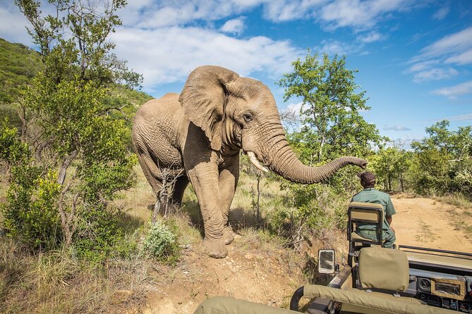 Full Day Safari to Mikumi National Park From Zanzibar With Lunch - Wildlife Viewing Opportunities