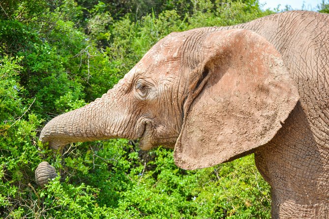 Full Day Safari Tour In Addo Elephant National Park - Additional Information