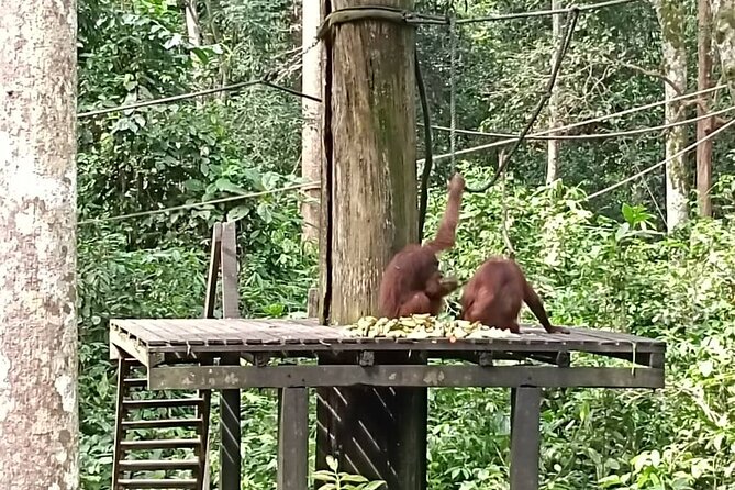 Full-Day Sepilok Orangutan and Sandakan City Trail From Kota Kinabalu - Accessibility Features