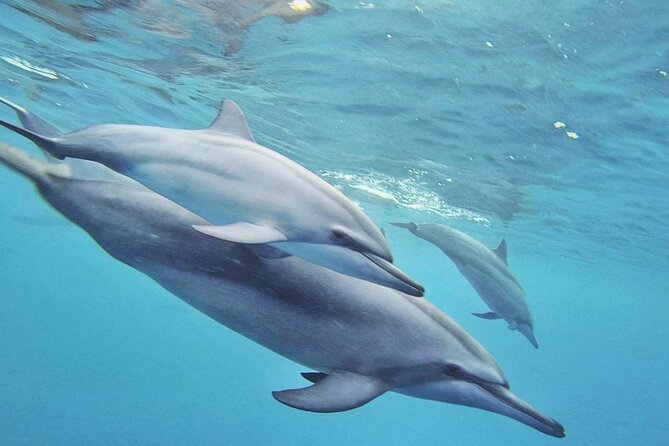 Full Day Shared Speedboat Tour - South West Lagoon Dolphin Swim - Frequently Asked Questions