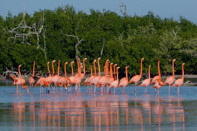 Full Day Tour in Rio Lagartos and Coloradas With Lunch - Traveler Reviews and Feedback