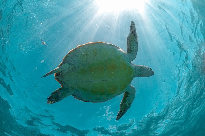 Full Day Tulum Ruins Tour Cenote and Swimming With Sea Turtles - Traveler Feedback and Experiences