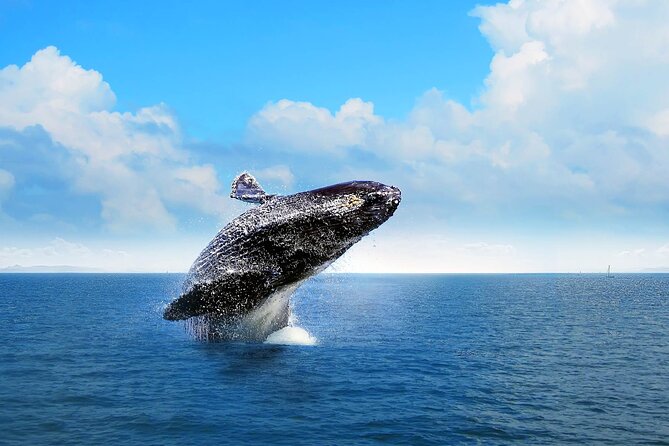 Full-Day Whale Watching Tour in Samana Bay From Cap Cana - Horseback Riding