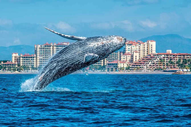 Full-Day Whale Watching Tour in Samana Bay From Santo Domingo - Booking Information