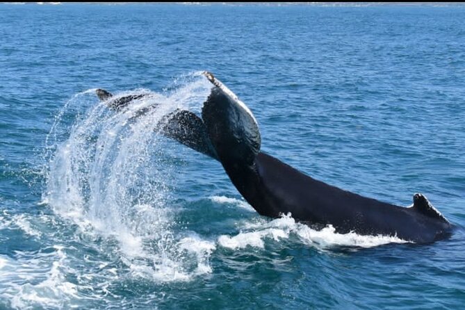 Full-Day Whale Watching Tour in Samana Bay From Uvero Alto - About Samana Bay