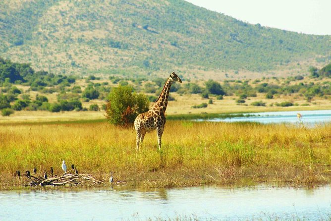 Fully Inclusive Pilanesbserg Safari From Johannesburg - Pickup and Meetup Details