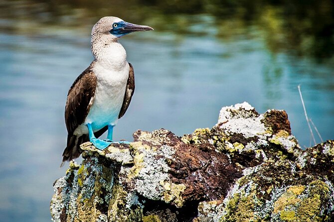 Galapagos By Land And Sea 4d-3n - Overall Ratings and Reviews