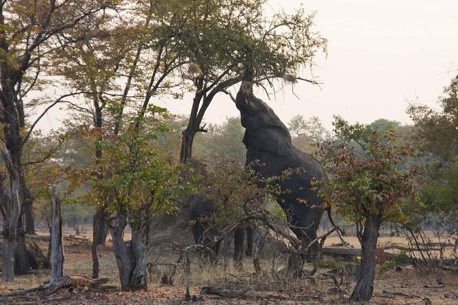 Game Drive in Mosi-Oa-Tunya National Park - Host Response and Customer Engagement