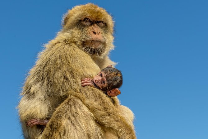 Gibraltar Inside Out Panoramic Tour 1hrs Plus - Meeting and Pickup Details