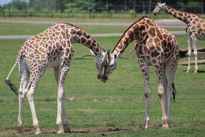 Giraffe Center and David Sheldrick Elephant Orphanage Tour - Elephant Orphanage Experience