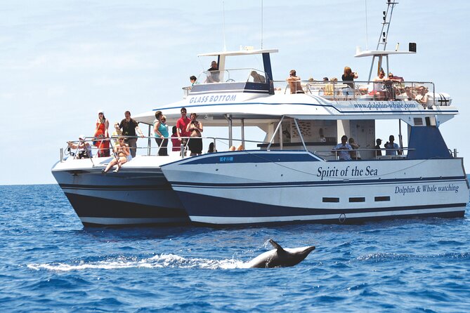Gran Canaria Dolphin Watching Cruise - Since You Asked
