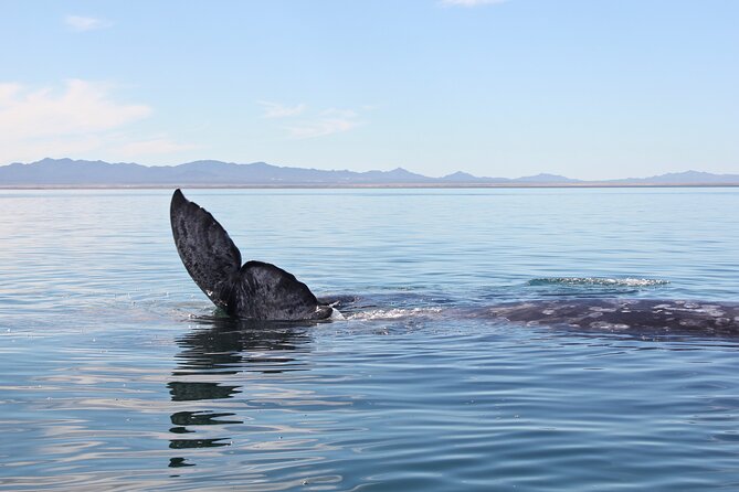 Gray Whale Watching Tour With Marine Biologist and Small Group - Reviews and Feedback