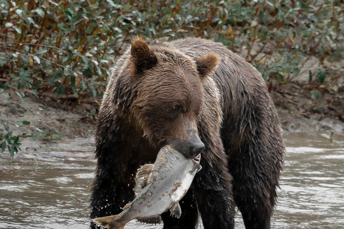 Great Bears of Bute: Grizzly Bear Viewing & Indigenous Cultural Tour - Accessibility Considerations