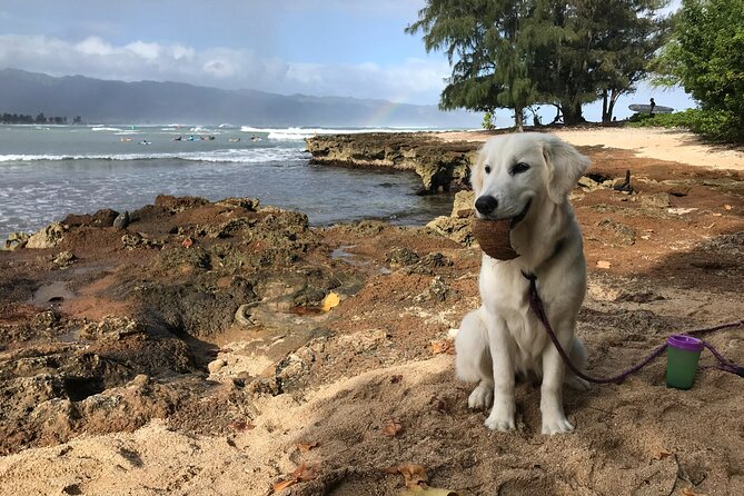 Group Surf Lessons for Beginners on the North Shore of Oahu - Meeting Location Details