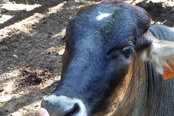 Guanacaste Sightseeing and Tree Planting at a Local Farm - Practical Tips and Considerations