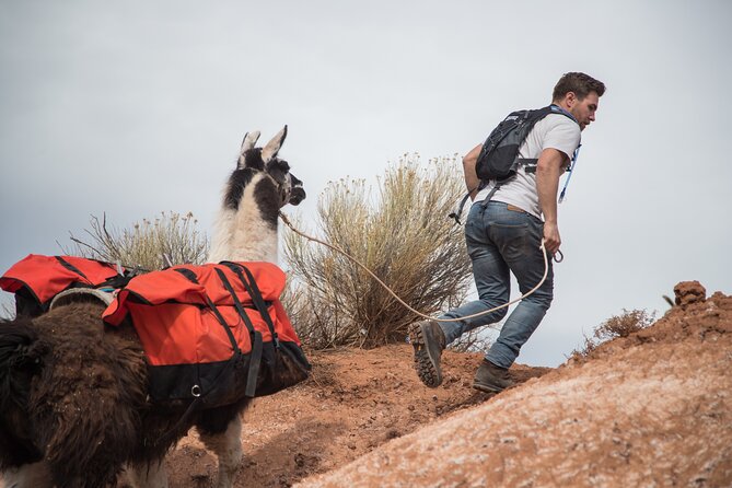 Guided Awesome 2-Hour Llama Hikes Private Experience - Reviews and Testimonials