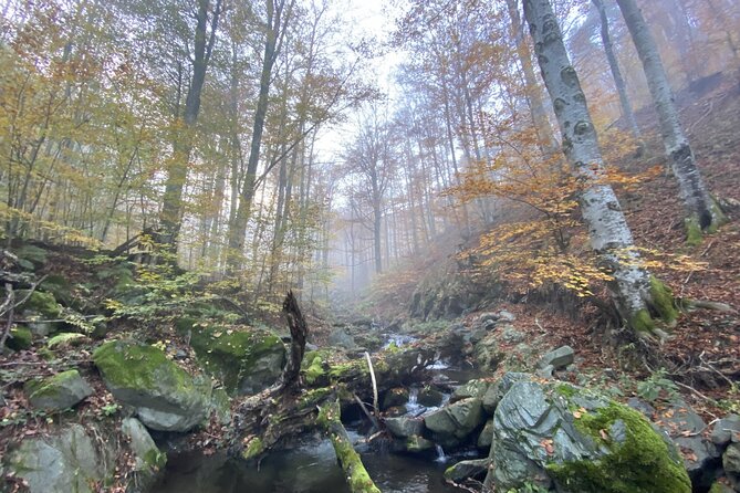 Guided Balkan Deep Forest Tour - Expectations and Requirements
