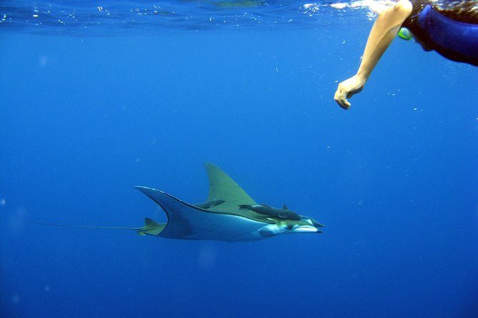 Guided by Divemaster, Cabo San Lucas Short Snorkeling Tour MANTA - Safety and Requirements