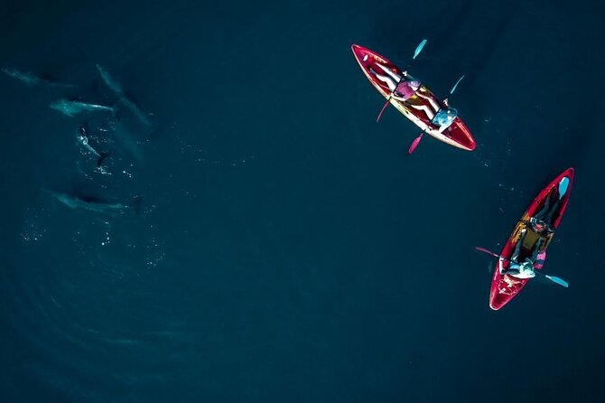 Guided Kayak 2-Hour Activity With Dolphins - Booking and Cancellation Policies