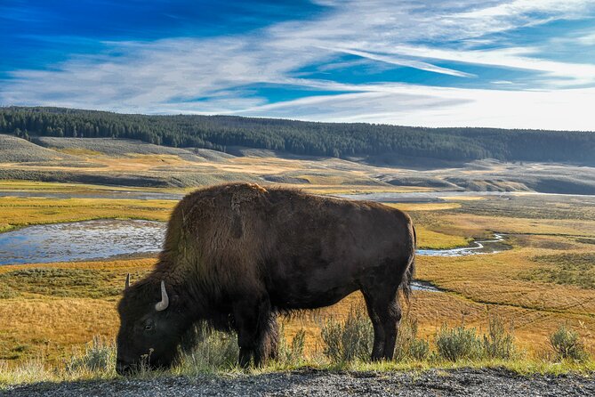 Guided Lower Loop of Yellowstone Tour From Cody, WY - Wildlife Viewing Opportunities