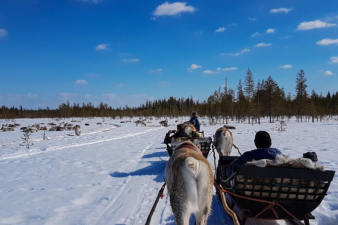 Guided Reindeer Farm Visit and One Hour Sledge Safari - Appreciating Reindeer Cultural Significance
