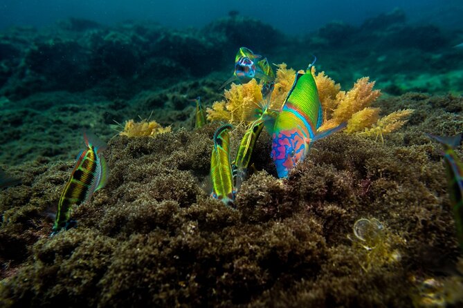 Guided Snorkel Experience - Explore the Underwater World
