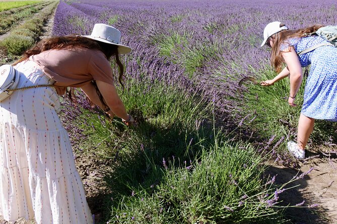 Guided Tour of Lavender Distillery Between Provence & Camargue - Reviews
