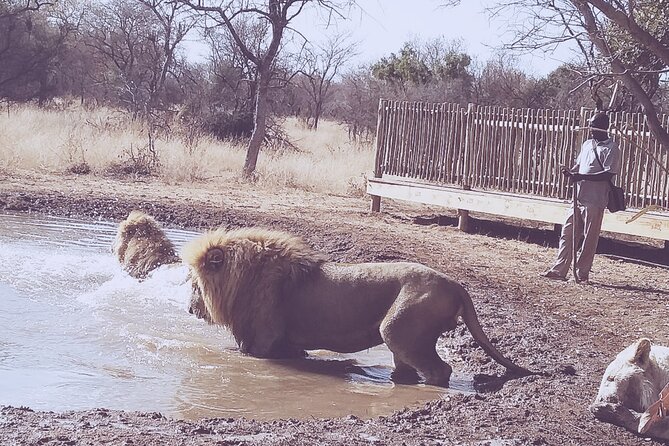 Guided Walking With Lions Bush-Walk Tour - Frequently Asked Questions