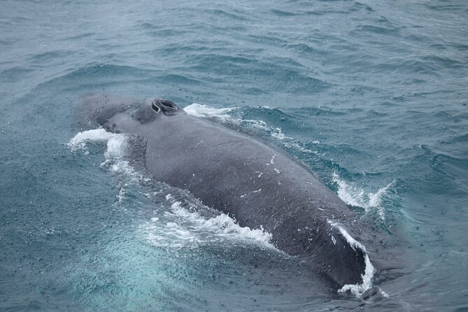 Guided Whale Watching Experience From Reykjavik - Meeting and Accessibility Information