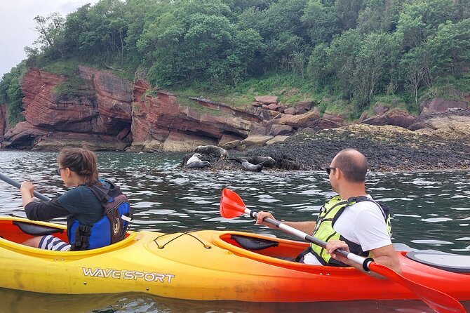 Guided Wildlife and Sea Cave Kayak Safari in English Riviera - Customer Reviews and Feedback