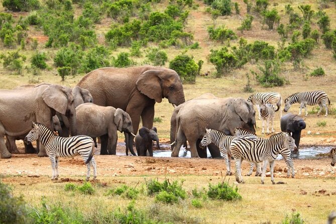 Half-Day Addo Elephant National Park - Health and Accessibility Considerations