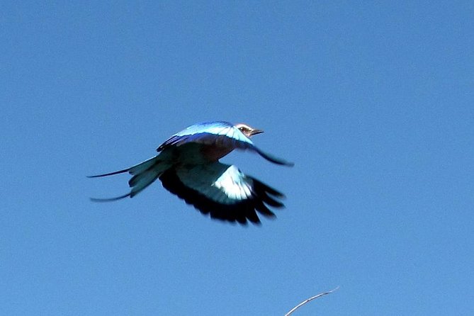 Half-Day Birding Tour of Livingstone - Wildlife to Expect