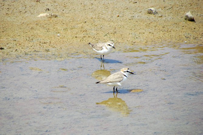 Half-Day Birdwatching Around Faro - Booking Details and Pricing