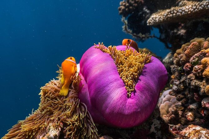 Half-Day Dolphin & Snorkeling Tour in Mnemba Island Zanzibar - Accessibility Options