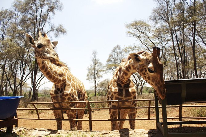 Half Day Elephant Orphanage & Giraffe CenterKobe Beads With Fees - Accessibility and Limitations
