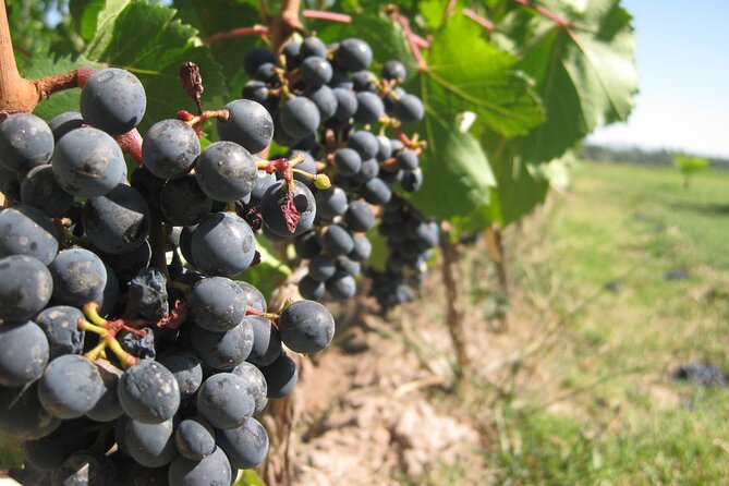 Half-Day Gramma Wine Tasting Tour in Iasi - Booking Information