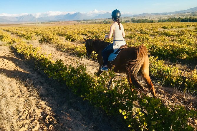 Half Day Horseback Wine Tour - Customer Feedback Insights
