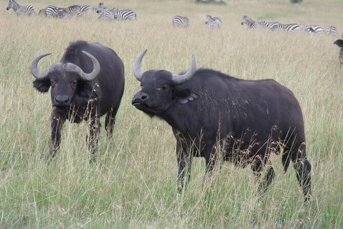 Half-Day Nairobi National Park Tour From Nairobi - Booking and Contact