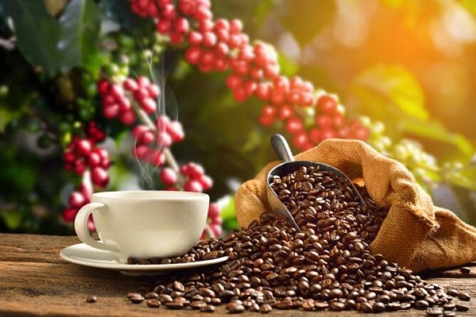 Half-Day Private Fairview Estate Coffee Farm Tour With Pick up - Reviews and Guest Feedback