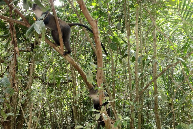 Half-Day Private Jozani Chwaka Bay Forest Tour in Zanzibar - Accessibility Features