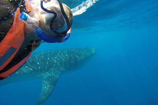 Half Day Whale Shark Tour From Playa Del Carmen - Pickup Information