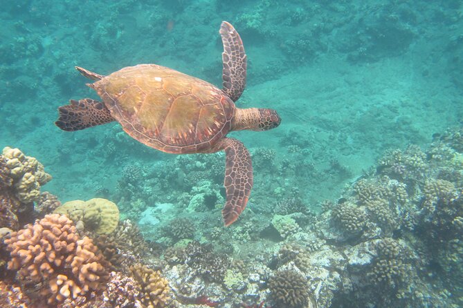 Hawaiian Canoe Sailing Experience in Maui - Wildlife Spotting